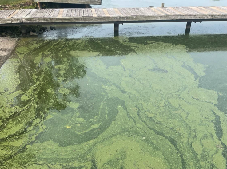 Rock County public health officials: Blue-green algae ‘recently observed’ in Rock River, Lake Koshkonong