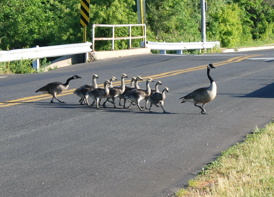 Bird’s Eye View: Waterfowl hunters this season should consider bird flu exposure precautions 